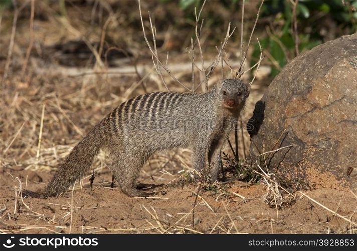 A Banded Mongoose (Mungos mungo) in Chobe National Park in Botswana