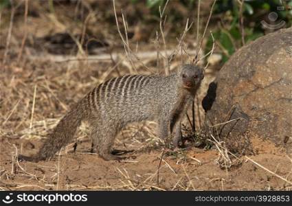 A Banded Mongoose (Mungos mungo) in Chobe National Park in Botswana