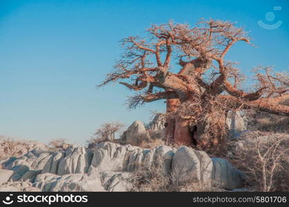 A baobab tree stands among the granite boulders of Kibo Island in the Makgadikgadi Salt pan of Botswana. It&rsquo;s red to orange bark contrasts against the blue sky.