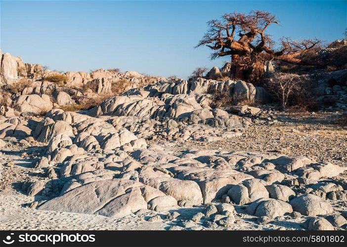 A baobab tree stands on the granite rock extrusion, known as Kubu Island, in the middle of the Makgadikgadi Salt Pan in Botswana.