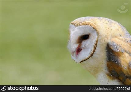 A barn owl on a green background.