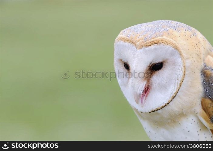 A barn owl on a green background.