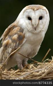 A barn Owl (Tyto alba) in North Yorkshire in the United Kingdom