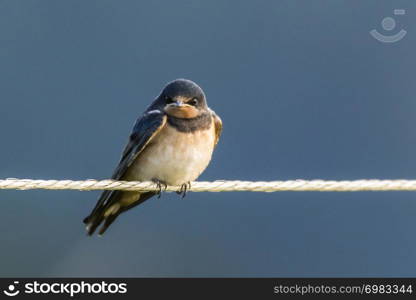 A barn swallow is sitting on a fence