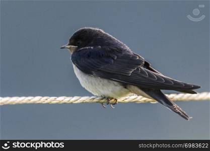 A barn swallow is sitting on a fence