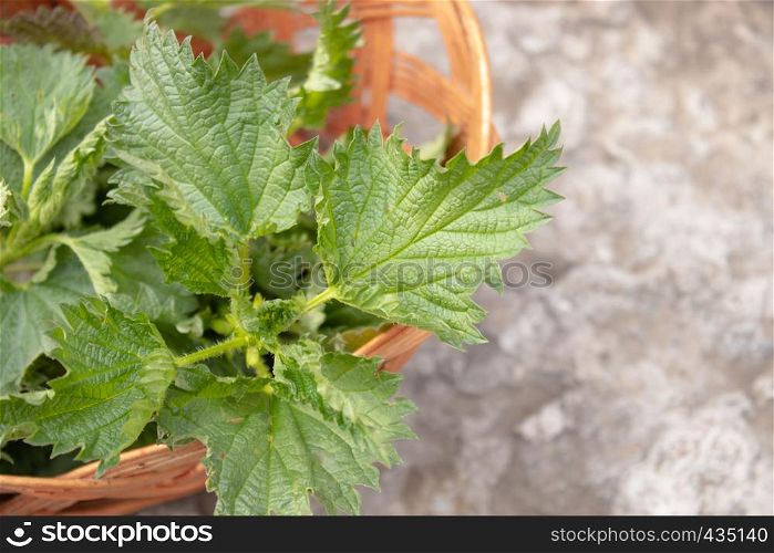A basket of fresh nettle on a stone, gray background. Beautiful spring young nettle. nettle. A basket of fresh nettle on a stone, gray background. Beautiful spring young nettle.