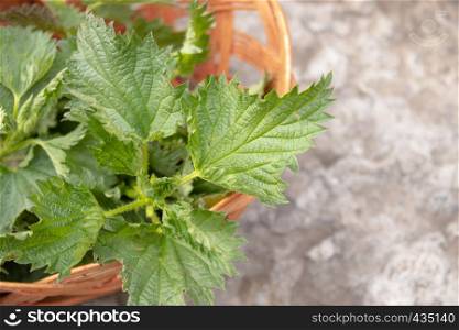 A basket of fresh nettle on a stone, gray background. Beautiful spring young nettle. nettle. A basket of fresh nettle on a stone, gray background. Beautiful spring young nettle.