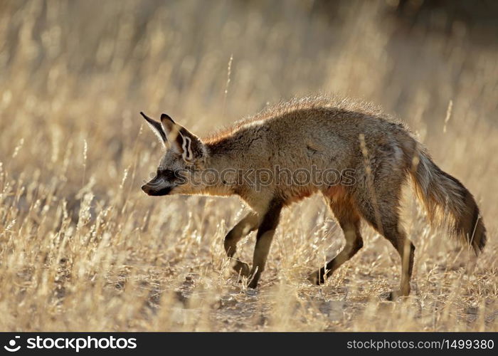 A bat-eared fox (Otocyon megalotis) in natural habitat, Kalahari desert, South Africa