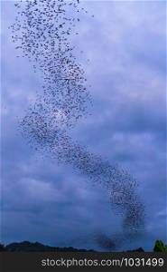 A bat herd is flying for food with twilight sky at evening background.
