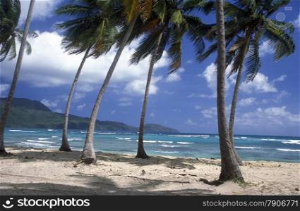 a Beach at the Village of Las Terrenas on Samanaon in The Dominican Republic in the Caribbean Sea in Latin America.. AMERICA CARIBIAN SEA DONINICAN REPUBLIC