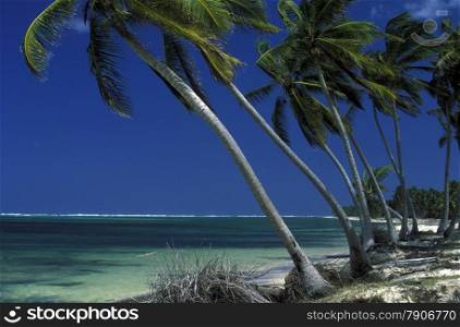 a Beach at the Village of Punta Cana in the Dominican Republic in the Caribbean Sea in Latin America.. AMERICA CARIBIAN SEA DONINICAN REPUBLIC