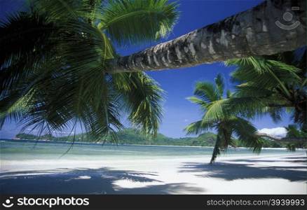a Beach on the coast if the Island Mahe of the seychelles islands in the indian ocean. INDIAN OCEAN SEYCHELLES MAHE BEACH