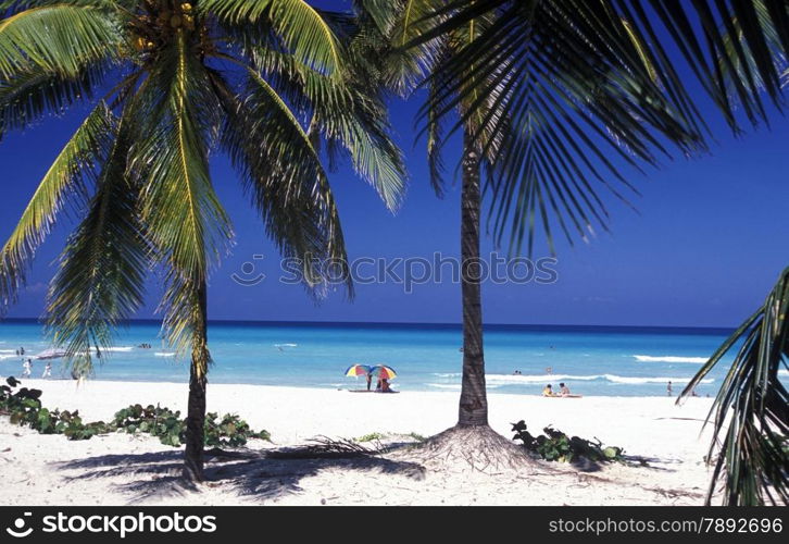 a beach on the coast of Varadero on Cuba in the caribbean sea.. AMERICA CUBA VARADERO BEACH