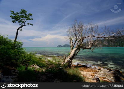 A Beach on the Island of Ko PhiPhi on Ko Phi Phi Island outside of the City of Krabi on the Andaman Sea in the south of Thailand. . THAILAND