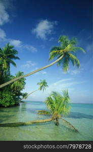 a beach with the seascape of the island and atoll of the Maldives Islands in the indian ocean.. ASIA INDIAN OCEAN MALDIVES SEASCAPE BEACH