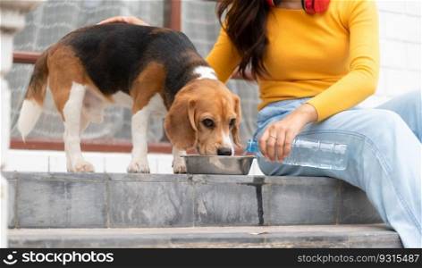 A beagle dog drinking water after running around the house with the owner until exhausted and tired