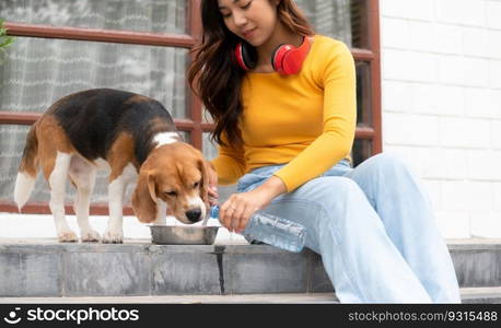 A beagle dog drinking water after running around the house with the owner until exhausted and tired