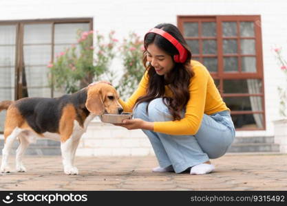 A beagle dog drinking water after running around the house with the owner until exhausted and tired