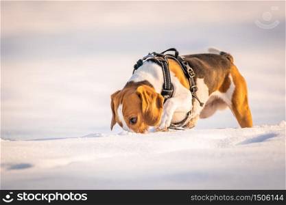 A Beagle dog on a field covered in snow. Sunset during winter. Dog digging with nose in deep snow.