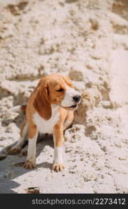 A beagle walks on a summer day among the sand.. Beagle and sandy lakes on a summer day 4229.