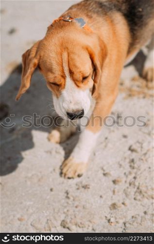 A beagle walks on a summer day among the sand.. Beagle and sandy lakes on a summer day 4230.