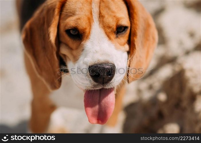 A beagle walks on a summer day among the sand.. Beagle and sandy lakes on a summer day 4231.