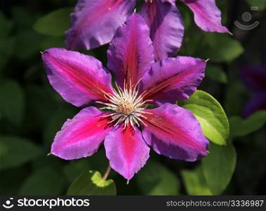 A beautiful Anna Lousie Clematis flower.. Anna Louise Clematis