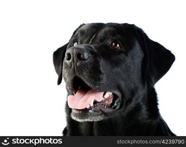 A beautiful black labrador dog with a friendly expression on his face.