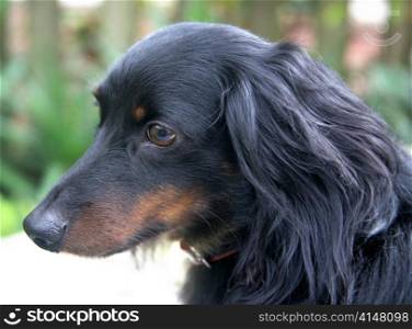A beautiful black long haired dachshund photographed in profile.