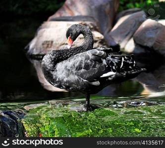 a beautiful black swan in a pond