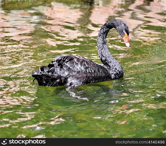 a beautiful black swan in a pond