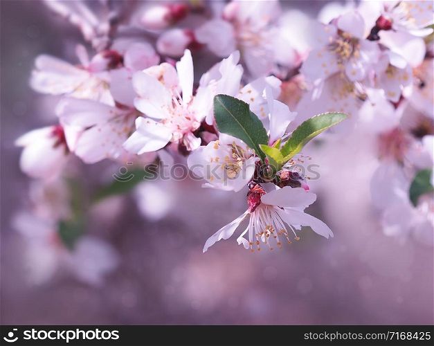 A beautiful branch of flowering almond in pink colors and with a blurred background.