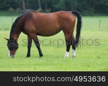 A beautiful brown horse in a meadow