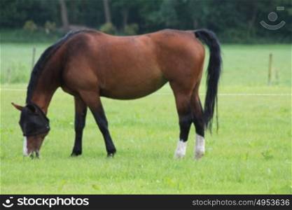 A beautiful brown horse in a meadow