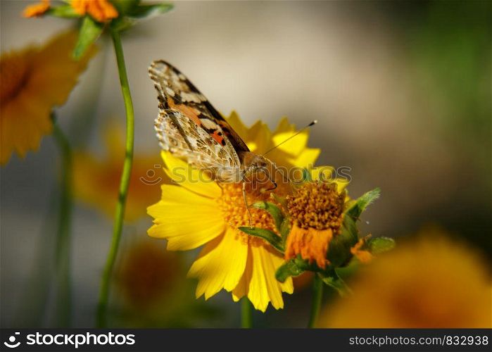 a beautiful butterfly drinks nectar from a yellow flower on a Sunny day . macrophotography. selective focus with a low depth