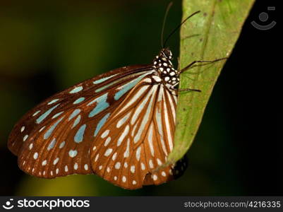 a beautiful butterfly insect in the garden