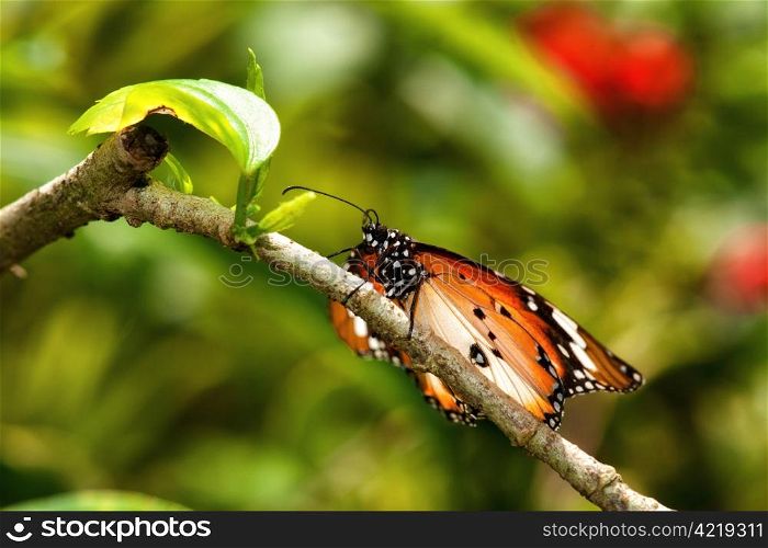 a beautiful butterfly insect in the garden