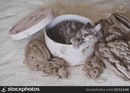 A beautiful cat fell asleep in a round box.. Cozy cat house made of cardboard box 972.. Cozy cat house made of cardboard box 972.