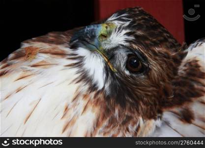 A beautiful closeup of a hawk