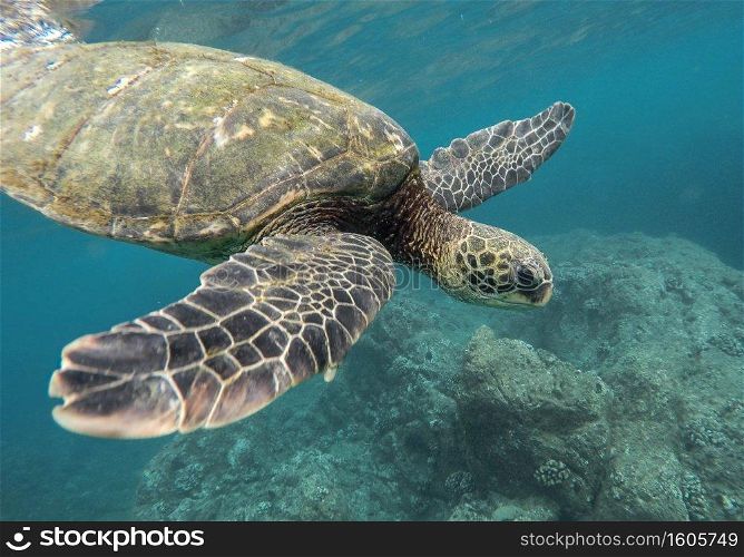 A beautiful closeup shot of a large turtle swimming underwater in the ocean. Beautiful closeup shot of a large turtle swimming underwater in the ocean