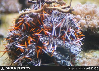 A beautiful colorful sea urchins (Echinoidea). Ein sch?ner bunter Seeigel (Echinoidea)
