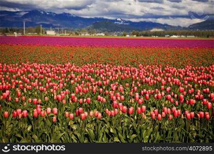 A beautiful colorful tulips in a tulip farm