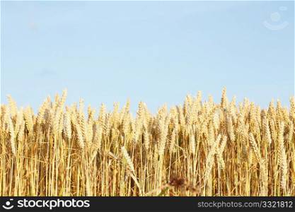 A beautiful corn field in a line