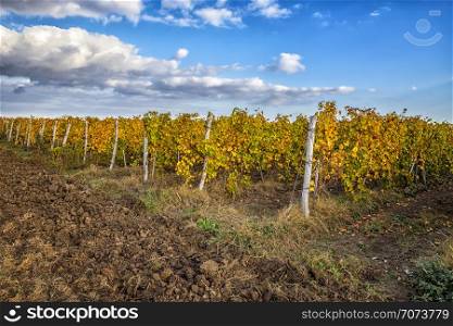 A Beautiful day view the rows of autumn vineyard