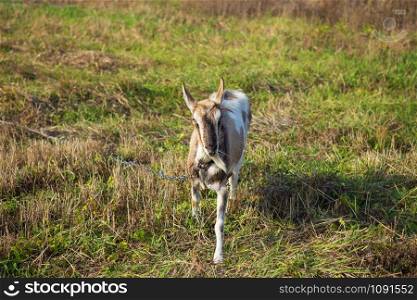 A beautiful domestic goat is tied to a pasture against a background of green grass in a field.. A beautiful domestic goat is tied to a pasture against a background of green grass in field.