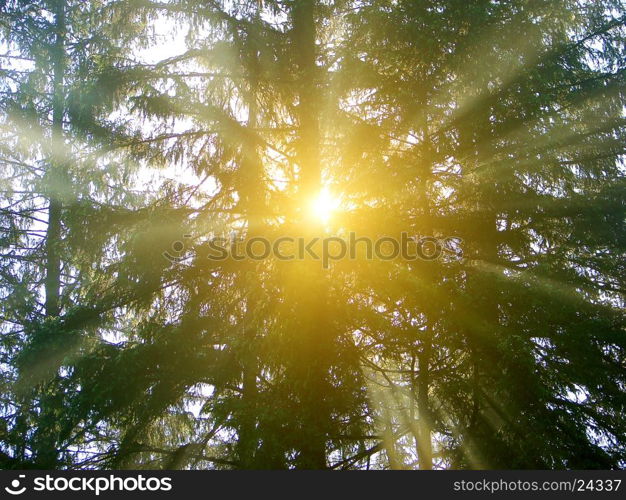 a beautiful explosion of light from the sun deep in the forest