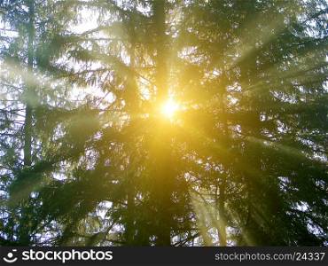 a beautiful explosion of light from the sun deep in the forest