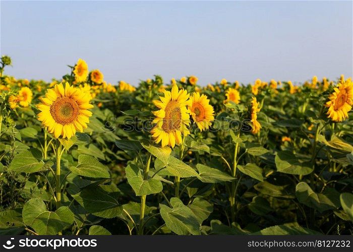 A beautiful field of blooming golden sunflowers against a blue sky. Harvest preparation, sunflower oil production. A beautiful field of blooming golden sunflowers against a blue sky. Harvest preparation, sunflower oil production.