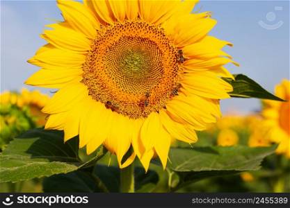 A beautiful field of blooming golden sunflowers against a blue sky, bees on a sunflower. Harvest preparation, sunflower oil production. A beautiful field of blooming golden sunflowers against a blue sky, bees on a sunflower. Harvest preparation, sunflower oil production.