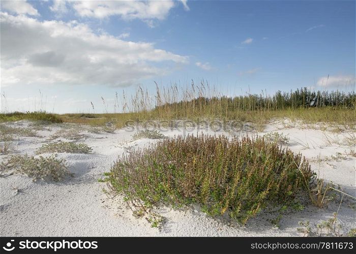 A beautiful Florida beach with sea grass and a vivid blue sky.